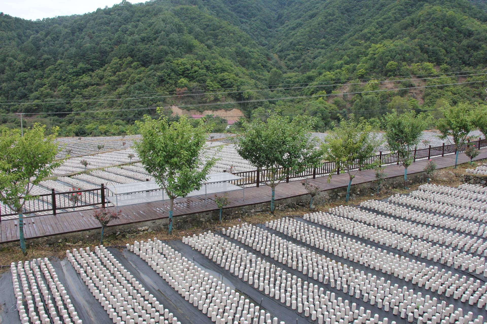 柞水木耳小镇图片