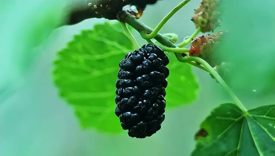 通便的水果第一名,这些水果,让你的肠道更健康!