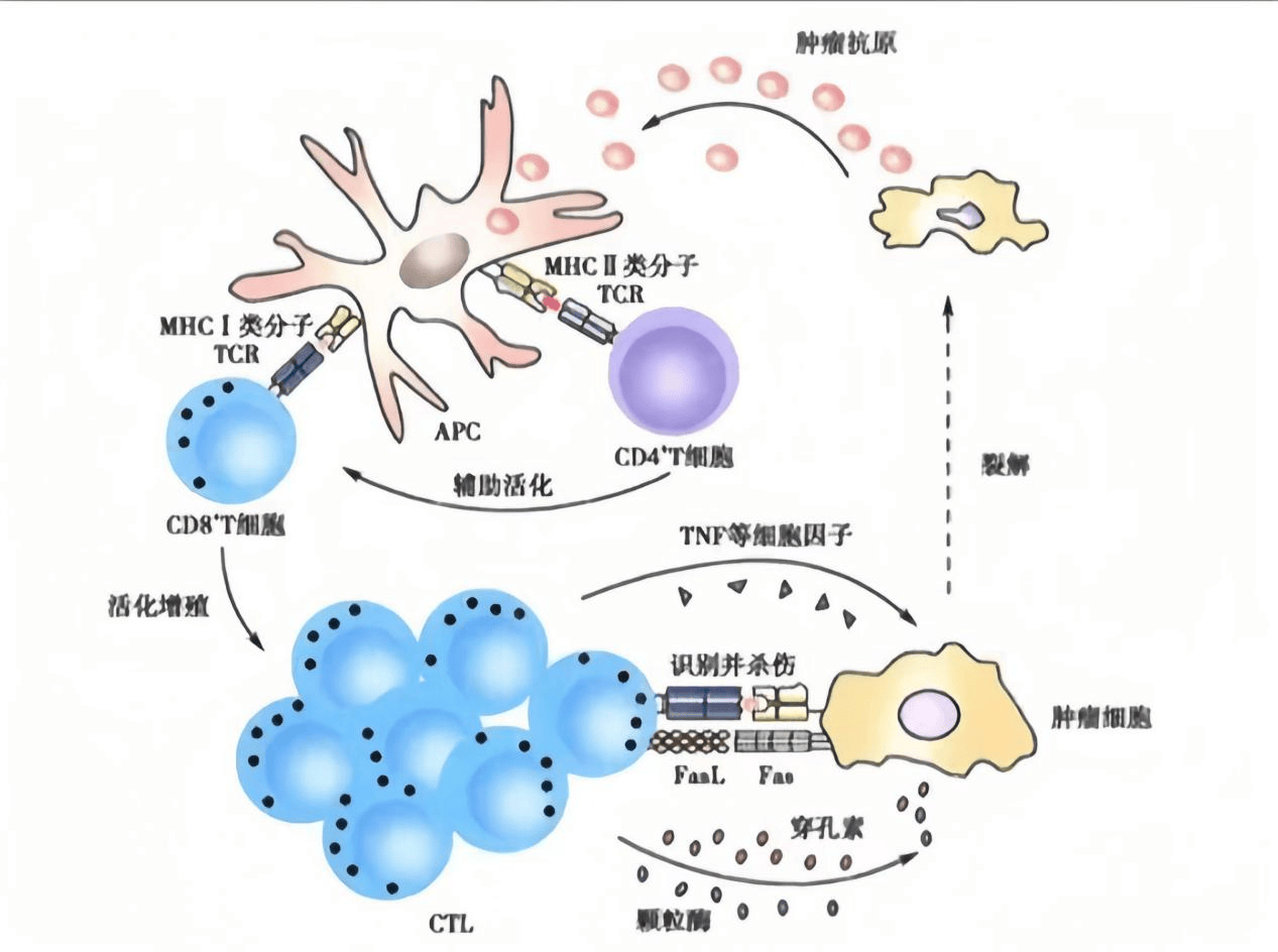 人体四大免疫细胞图片