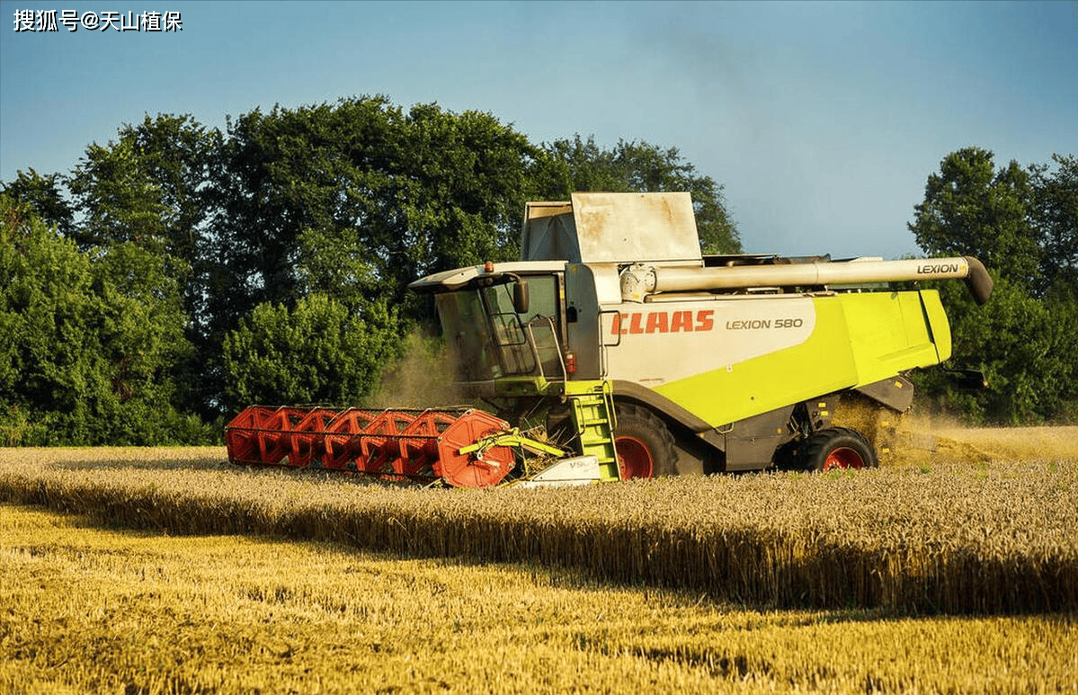 周麦27小麦品种简介