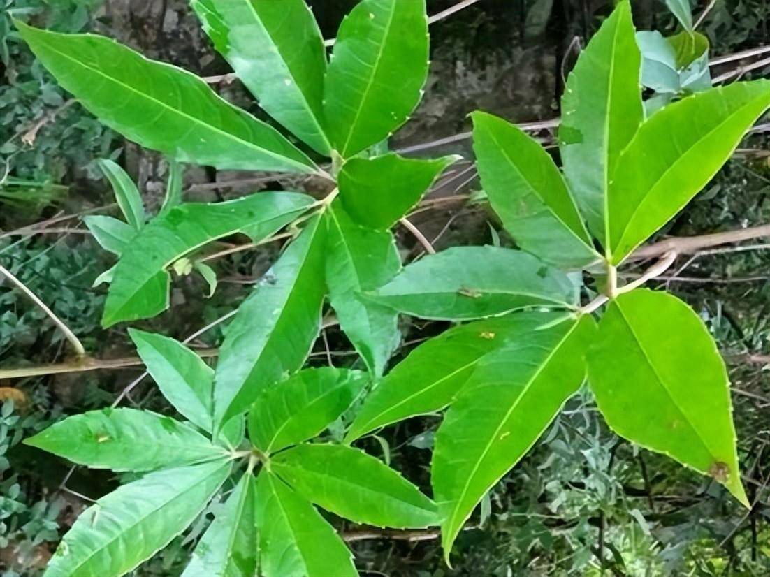 手把手教你认清中草药植物500种