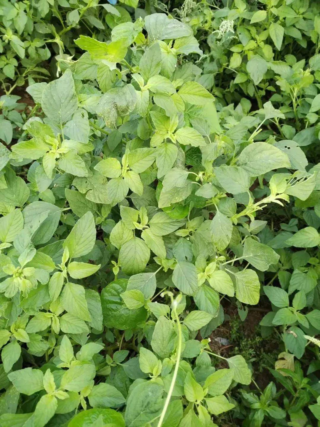 人苋菜不单是惹人喜爱的野菜,还具有清热解毒的功效