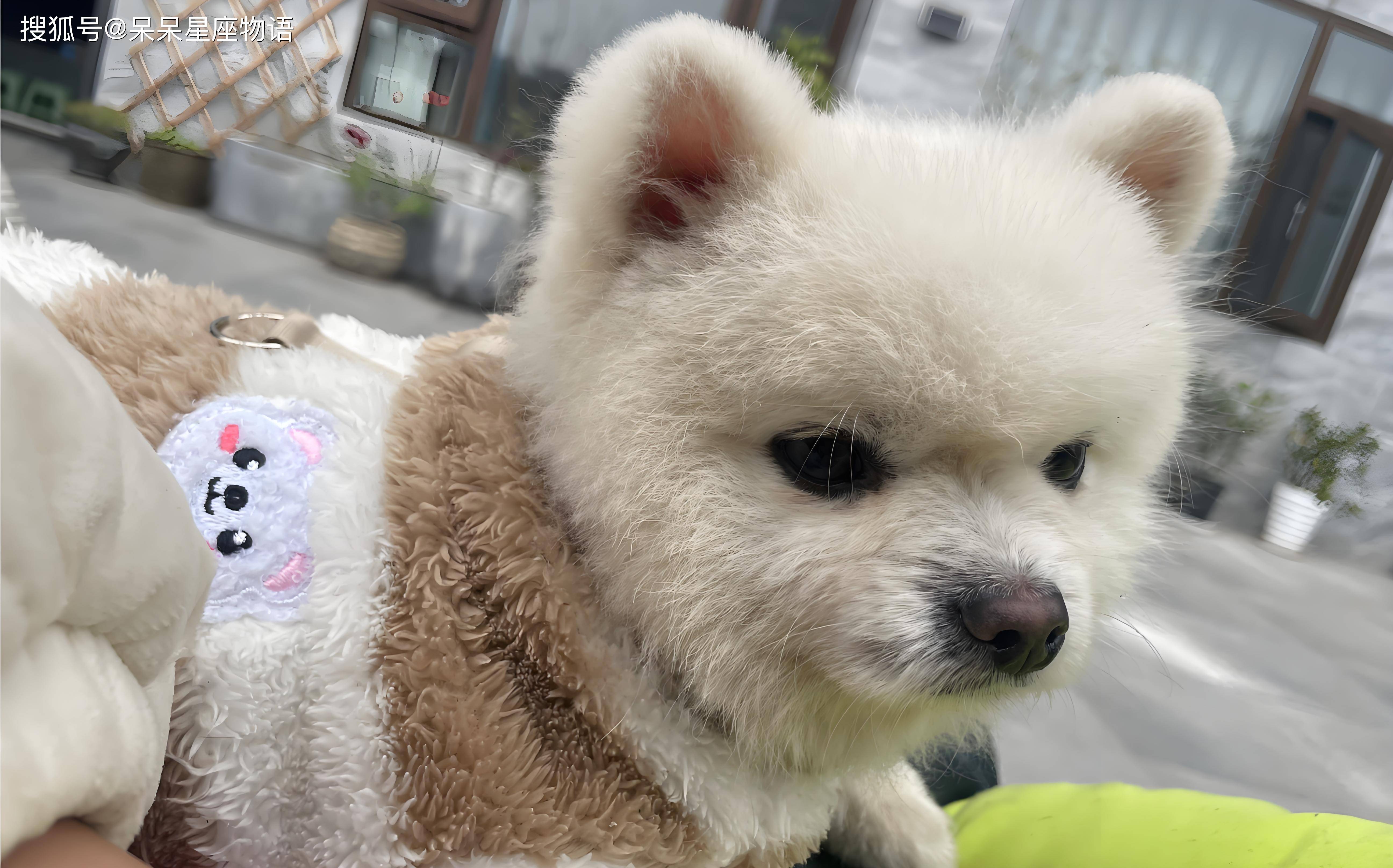 生肖狗16日运势查询(生肖狗今日运势查询360)