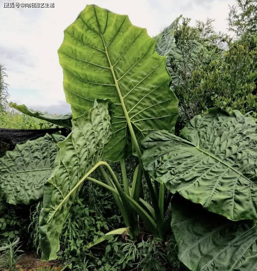 北方人见到了南方的滴水观音,都会当成宝贝,大叶子很是漂亮_植物_种类