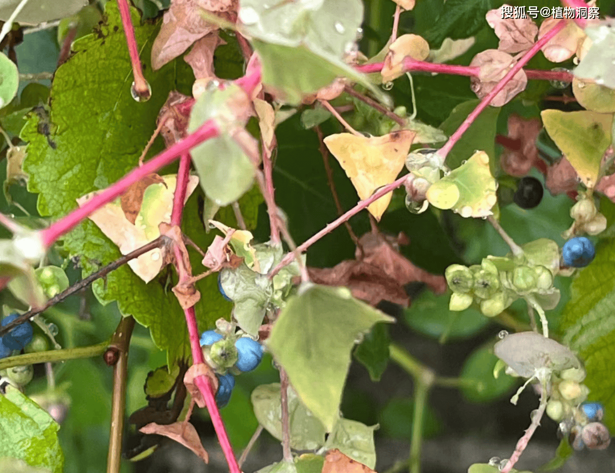 蛇倒退,一种让蛇退避三舍的草本植物!