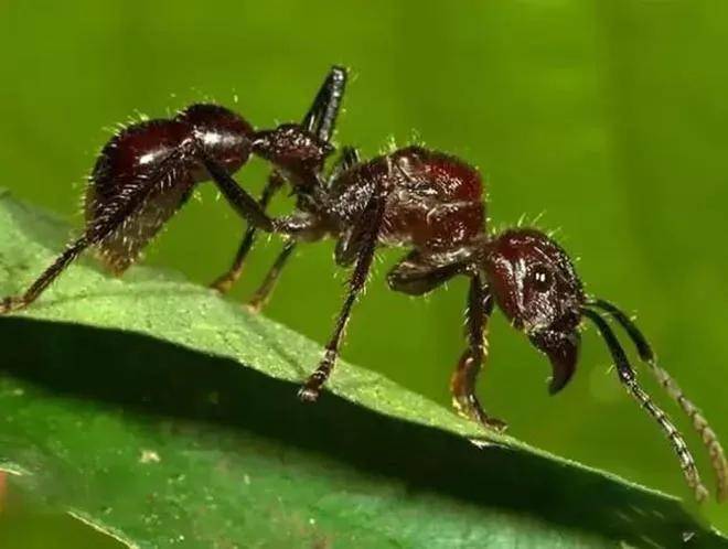 子弹蚁体长是普通蚂蚁的5倍,喜欢挥动一对大钳耀武扬威