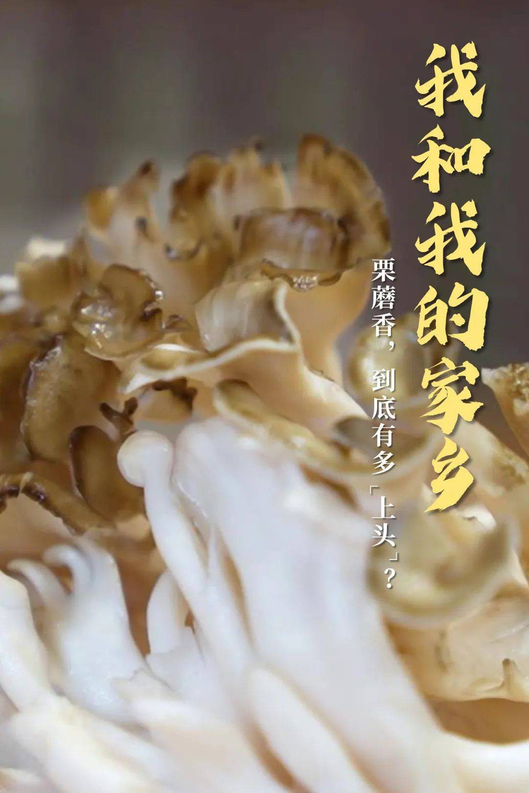 我和我的家乡丨栗蘑香，到底有多“上头”？_种植_大棚_灵寿