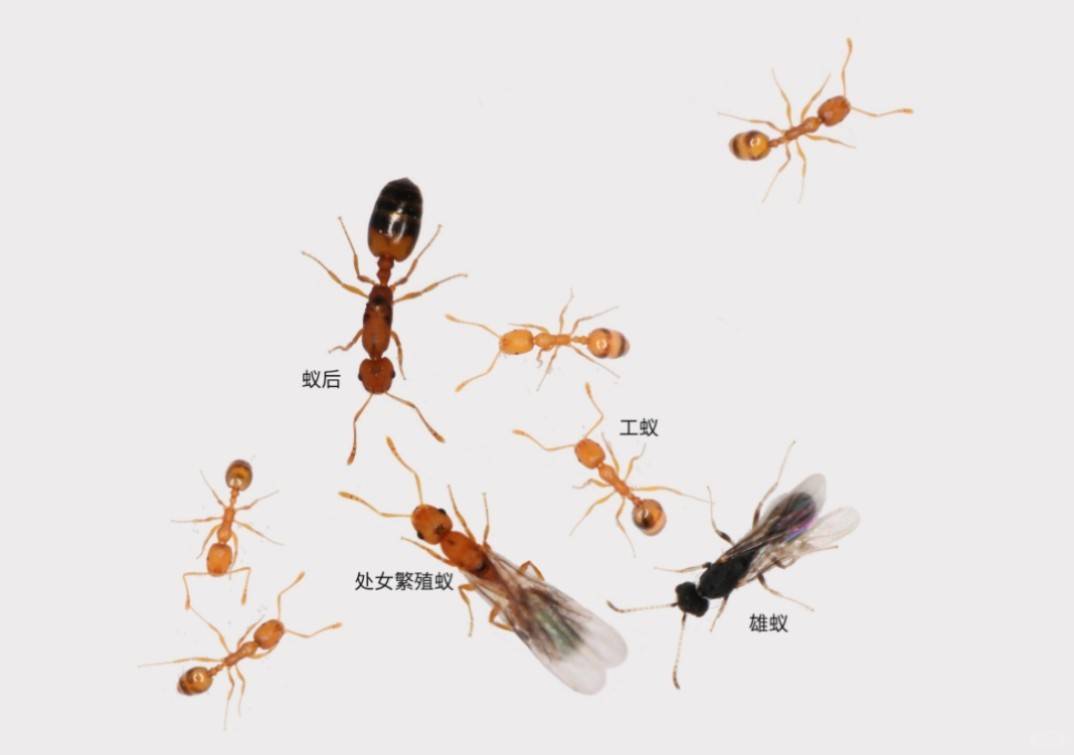 家中蚂蚁怎么彻底根除?拒绝再被蚁围攻!