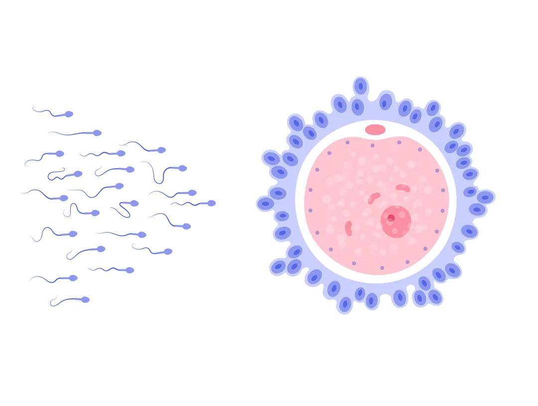 男人检查精子过程图图片