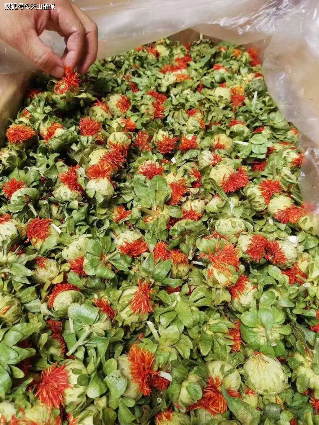 藏红花的种植方法和时间
