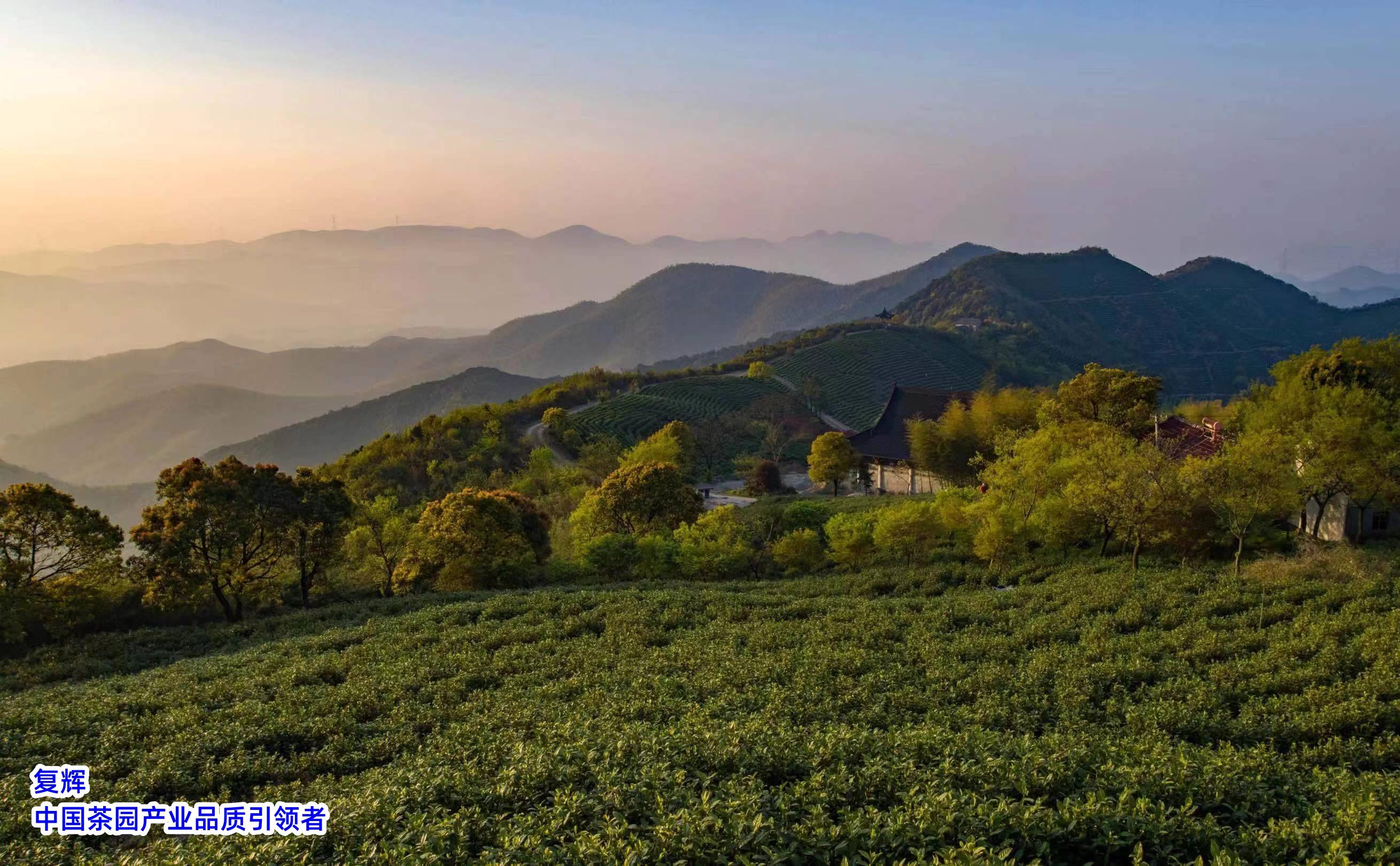 茶园长青湖图片