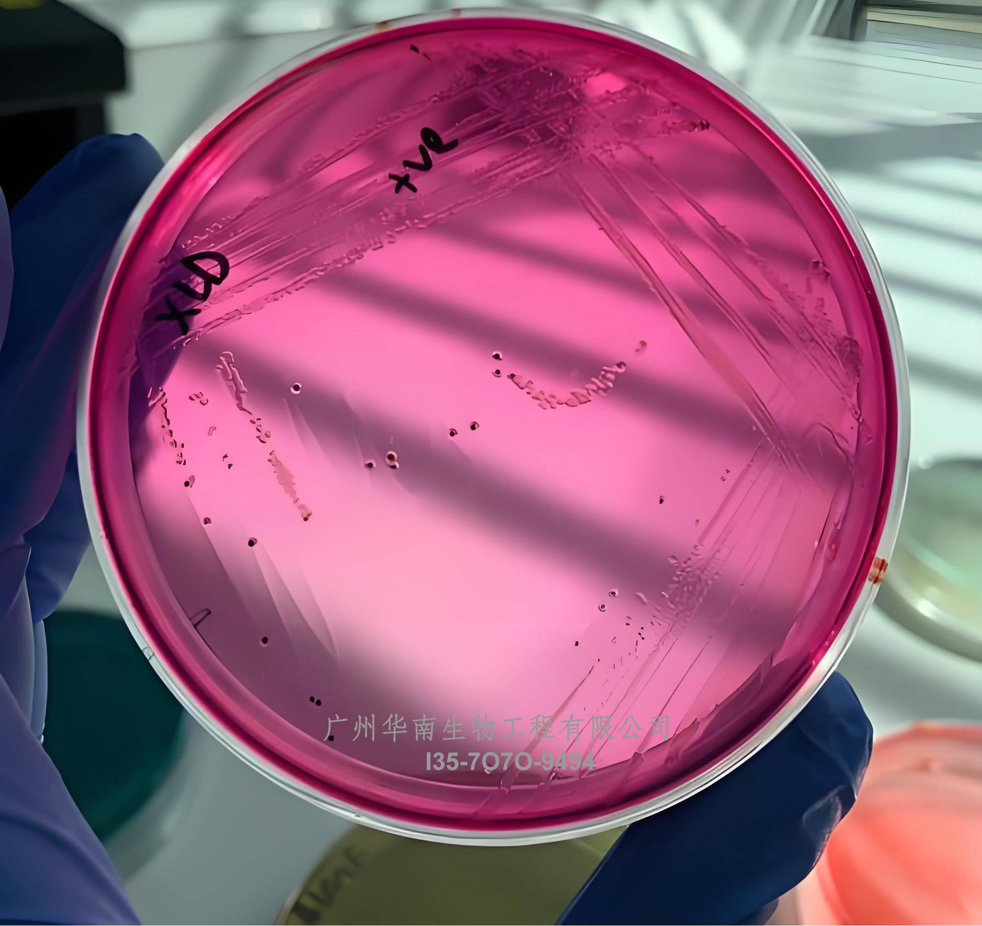 毕赤酵母pichiapink-4菌种