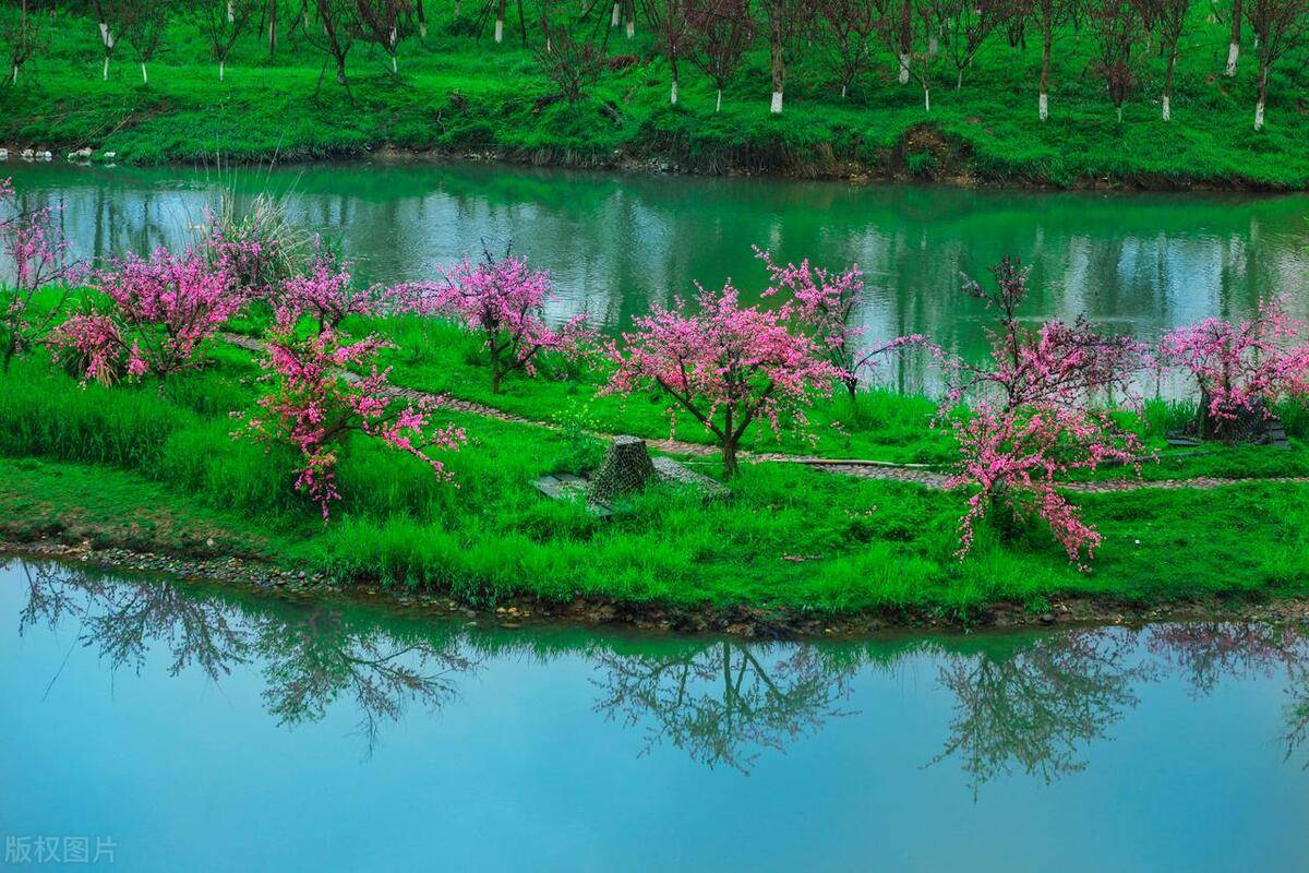 桃花的样子 壁纸风景图片