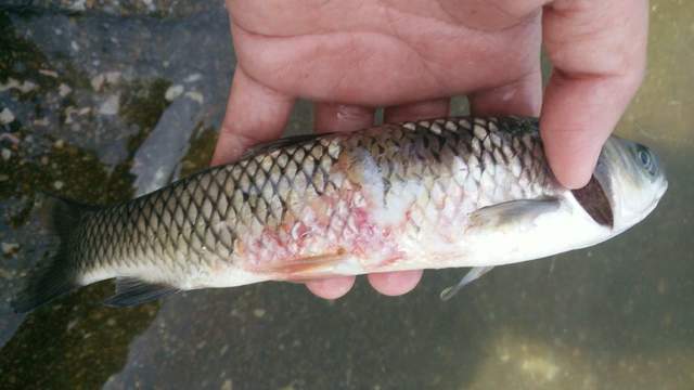 鱼得了水霉病怎么治最快?鱼池里鲫鱼得了水霉病怎么治疗?