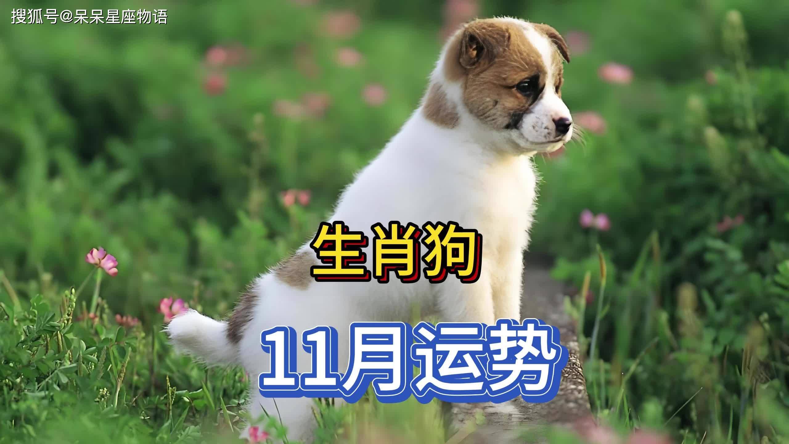 怎样看生肖狗运势最准呢(生肖狗命运如何)