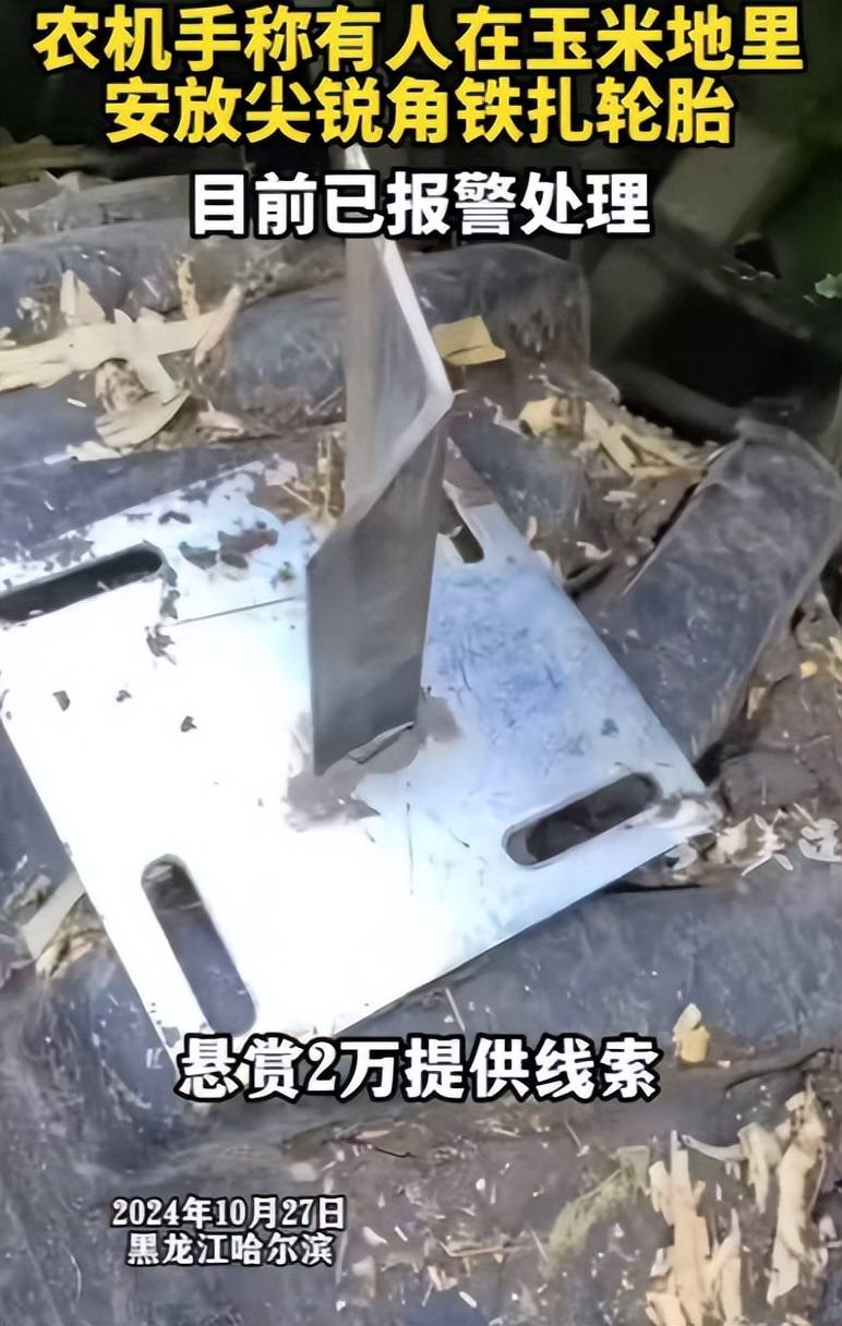 原创            玉米地被藏多枚角铁破坏秋收农机-玉米地的管理