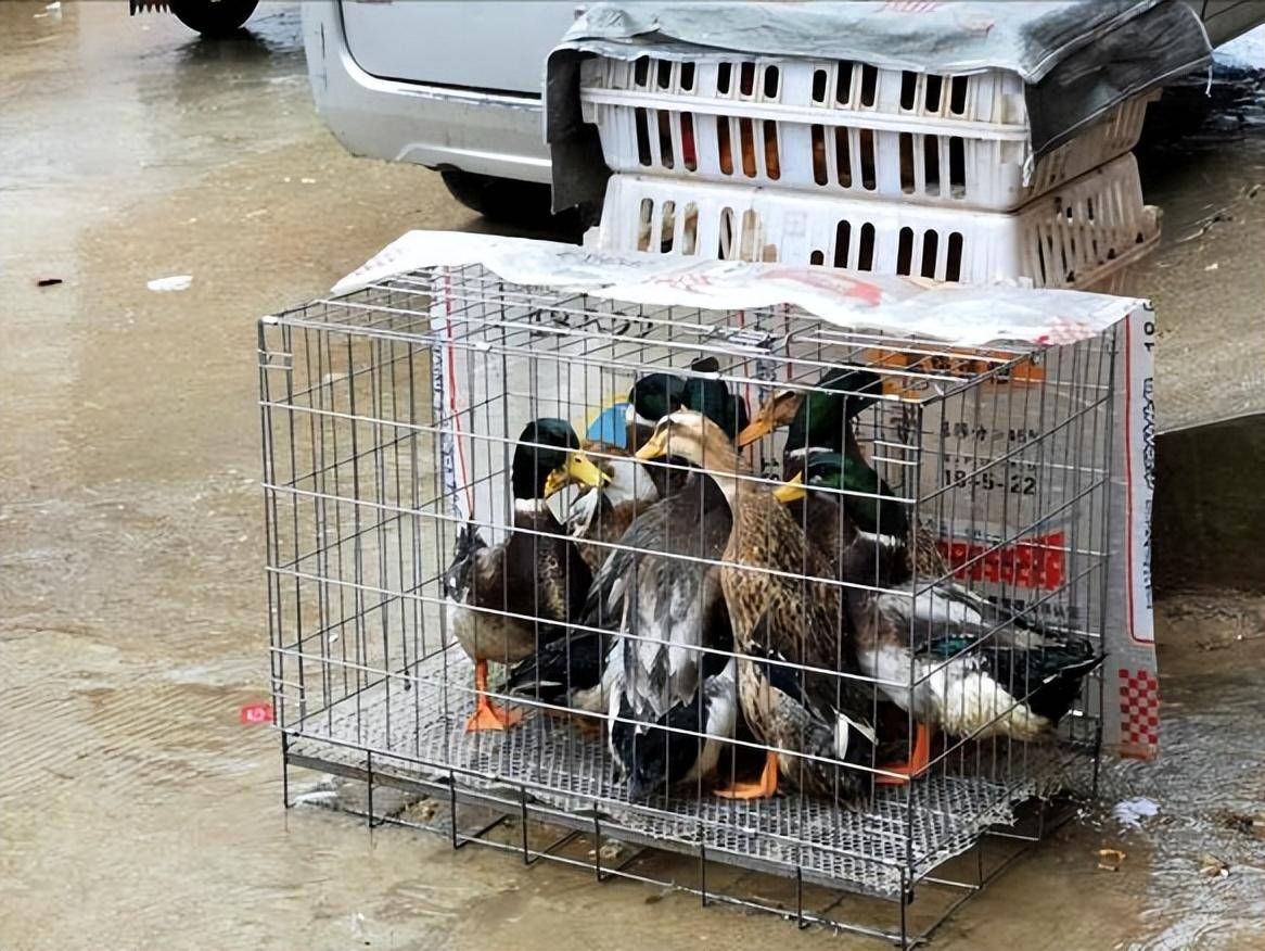 北方人今日路过广西发现集市上到处在卖鸭子这是要过什么节