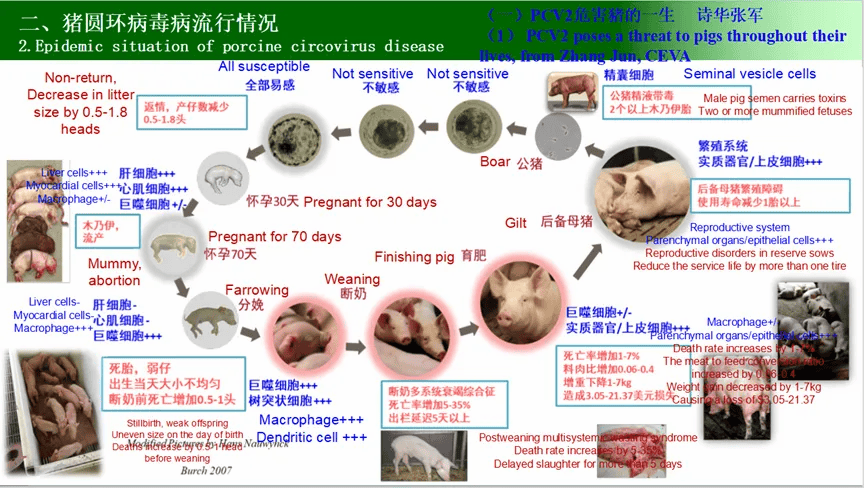 猪圆环病毒症状及治疗图片