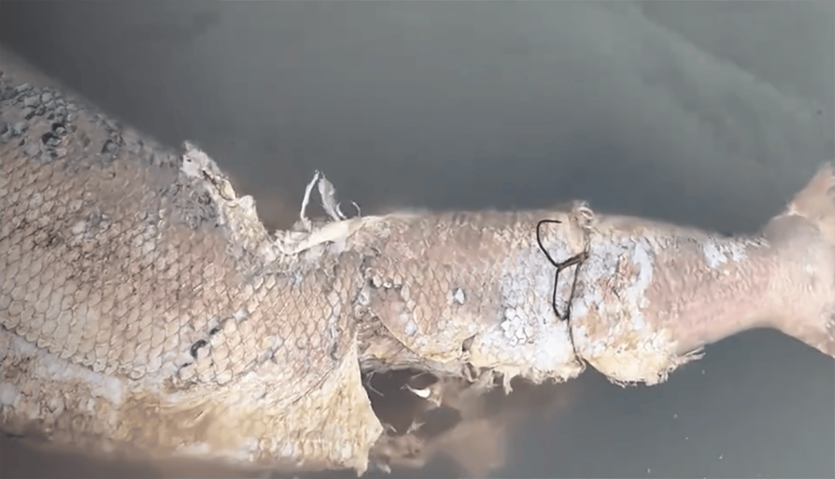 男子发现巨型鳡鱼尸体,尾部插着大锚钩,网友怒斥:锚鱼真缺德!