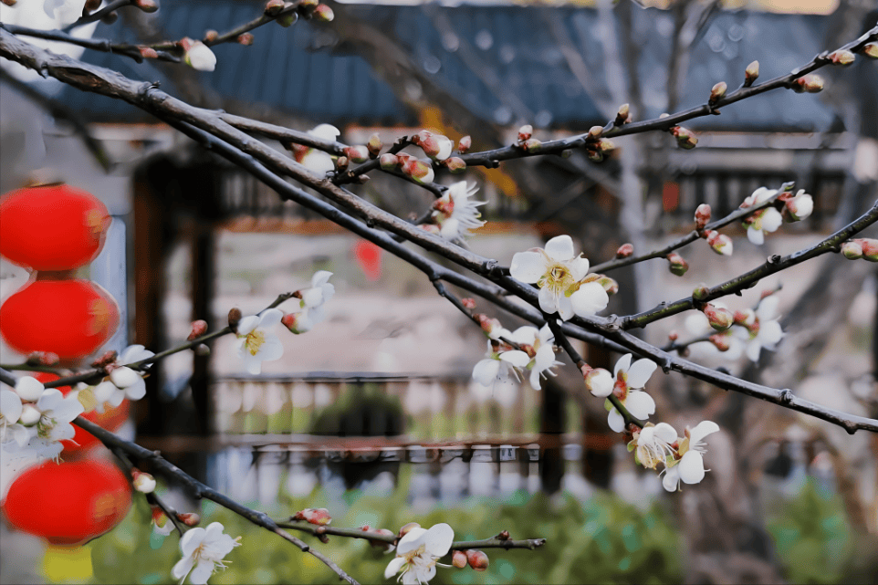 汕尾市市花图片