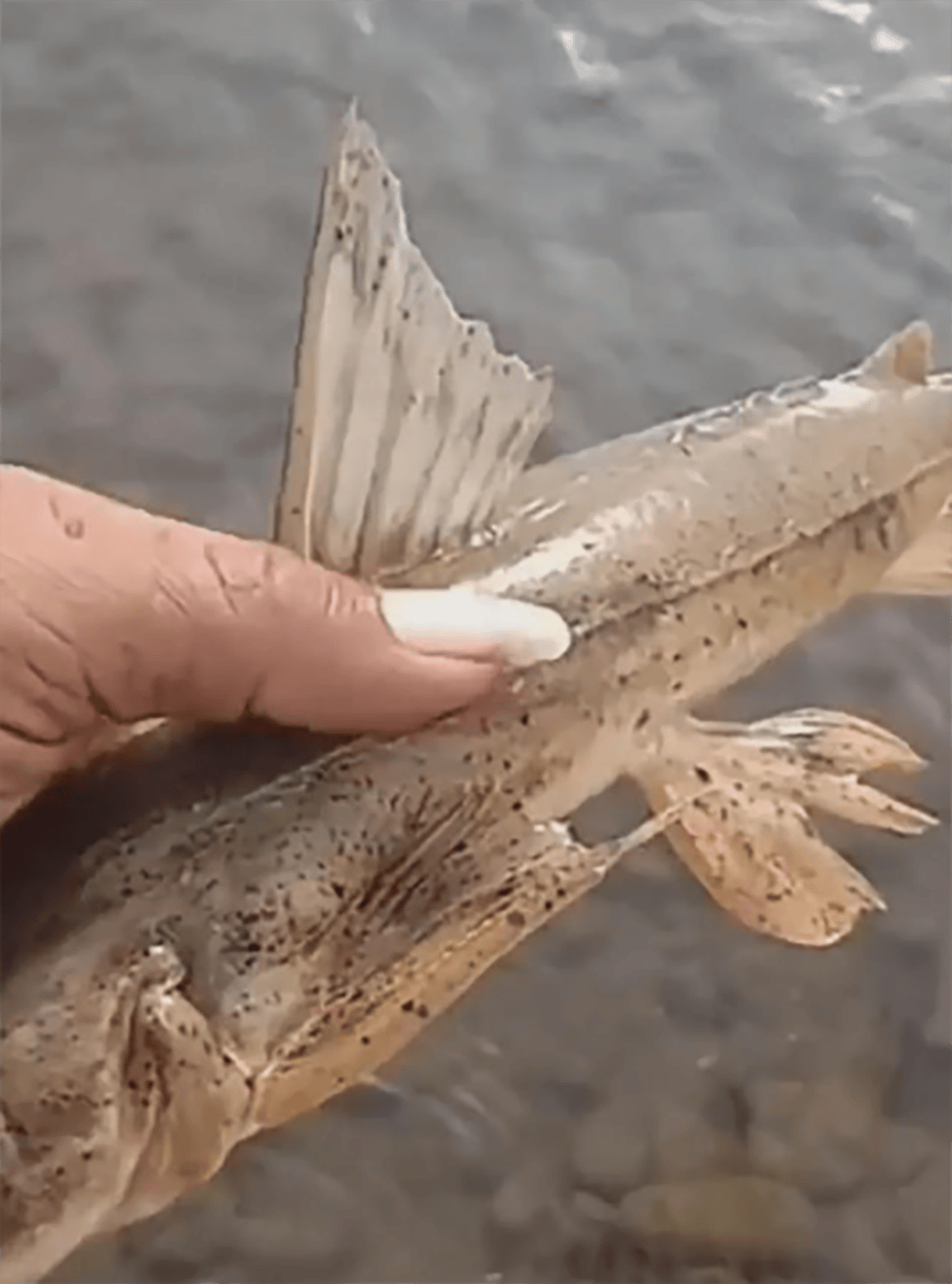 网友:马上放了!_物种_郑先生_鲶鱼