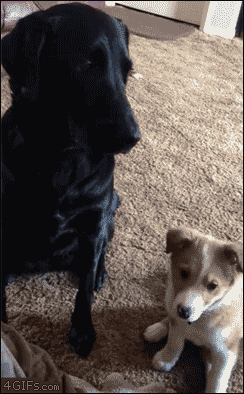 244_394竖版 竖屏gif 动态图 动图