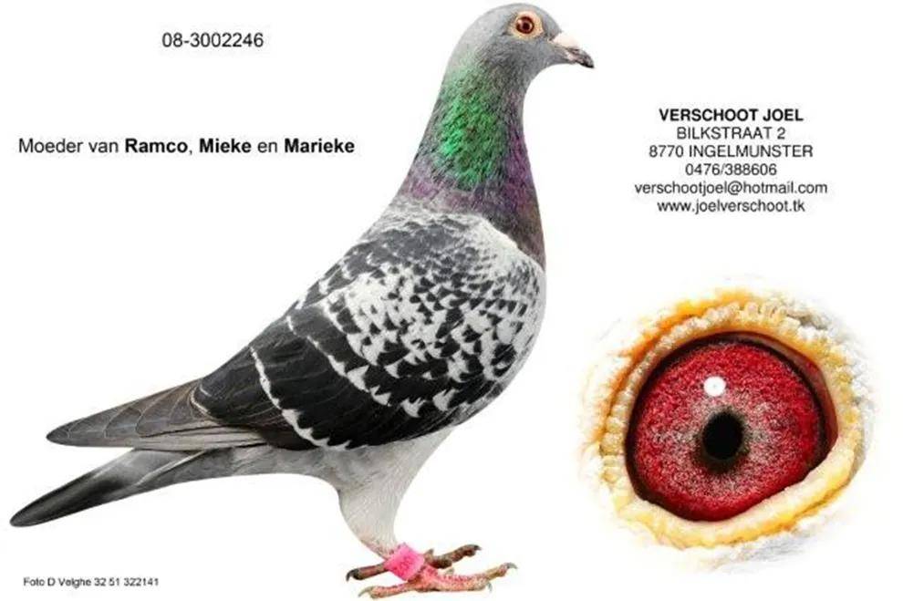 鸽王阿曼多:从赛场冠军到拍卖1000万人民币