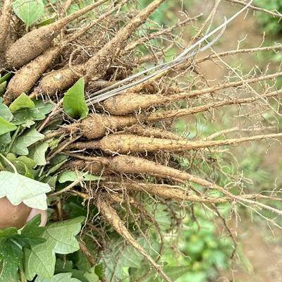 中药白蔹植物全图图片