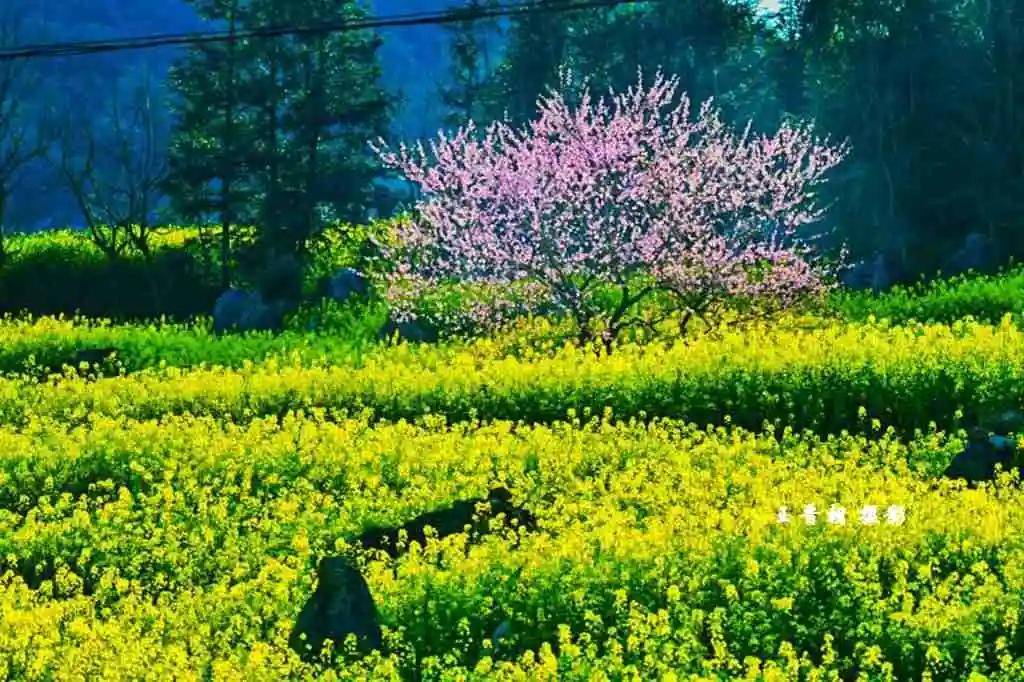 霸州煎茶铺万亩油菜花图片