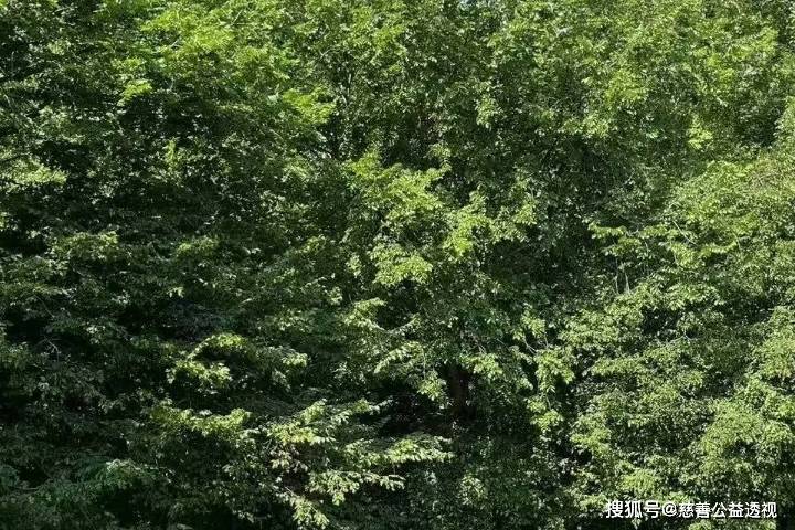 慈善讲义第44节：助学济困应扶智增能