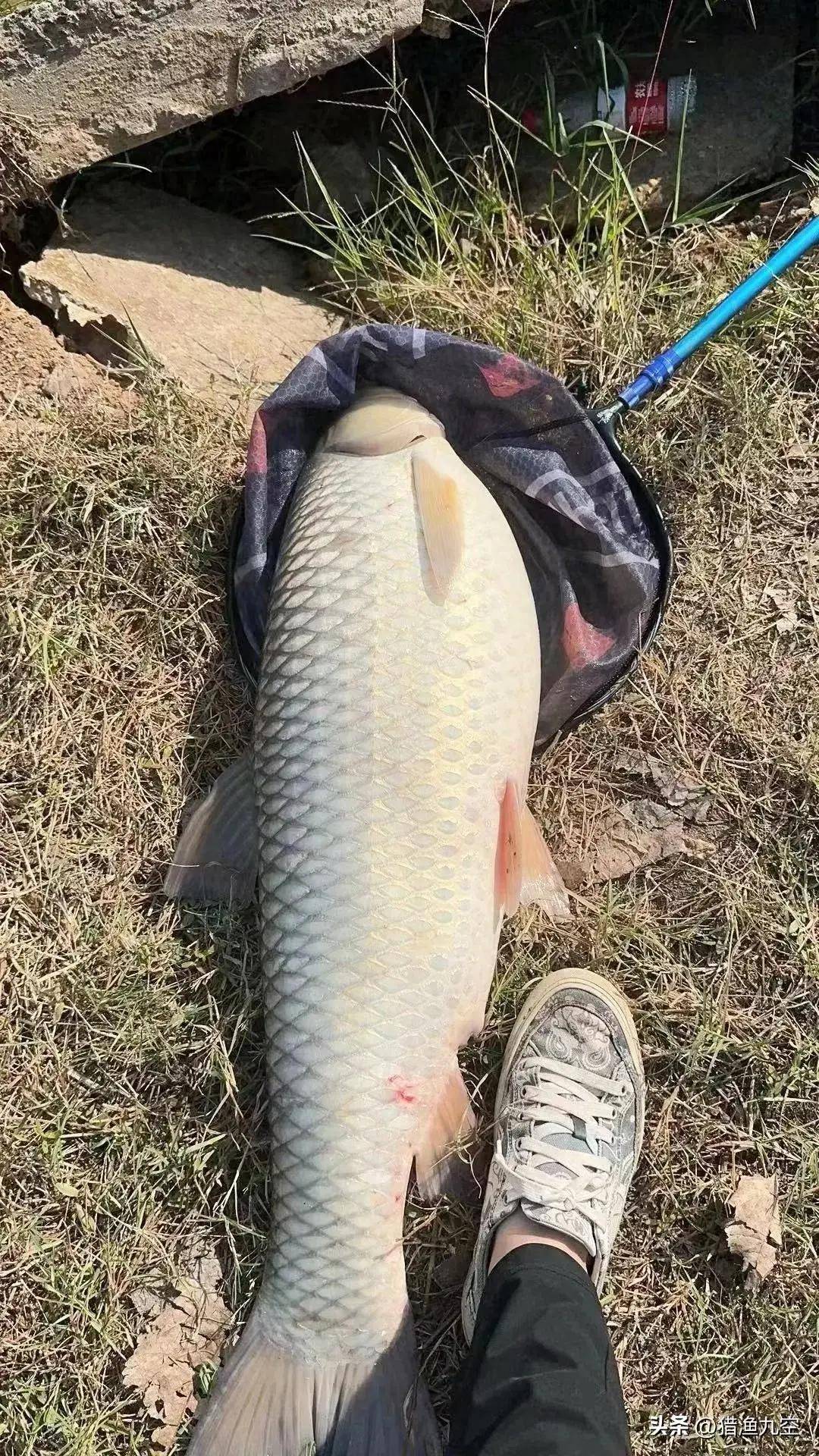 给大家分享一个钓草鱼的窝料,便宜是真便宜,效果也是真的好啊.