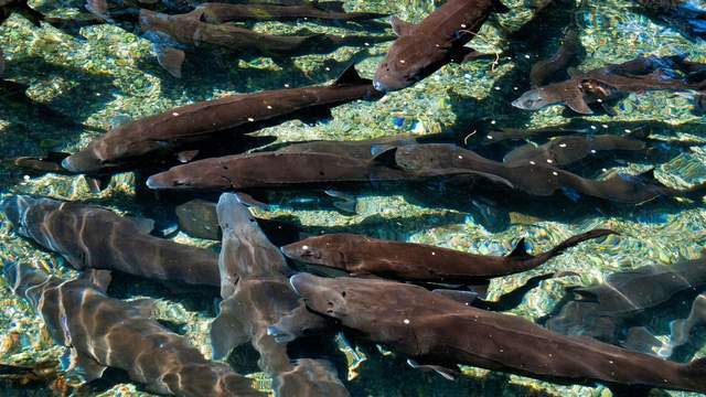 鱼体外寄生虫怎么治疗?水产人要知道