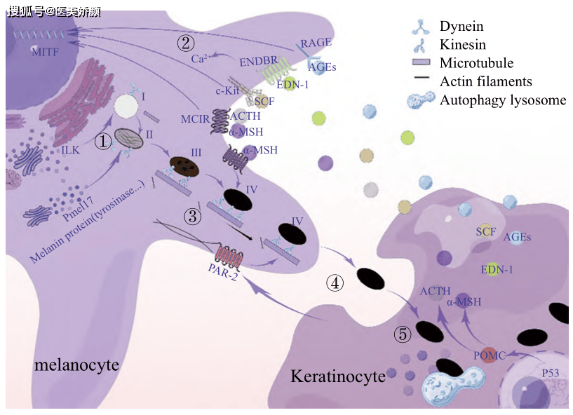 黑色素形成具体生理过程