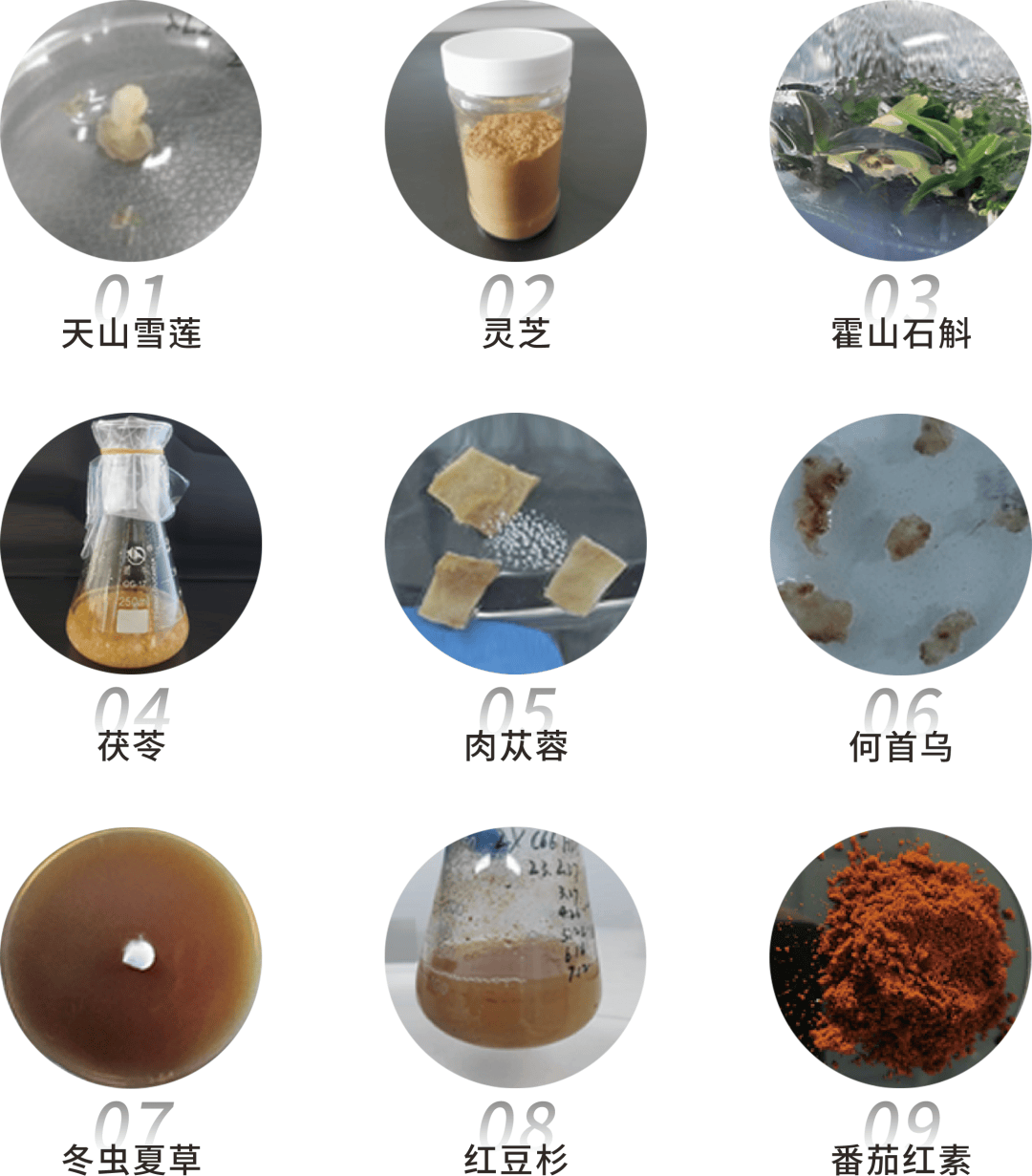 安然集团省级大赛载誉而归!_干细胞_人参_技术