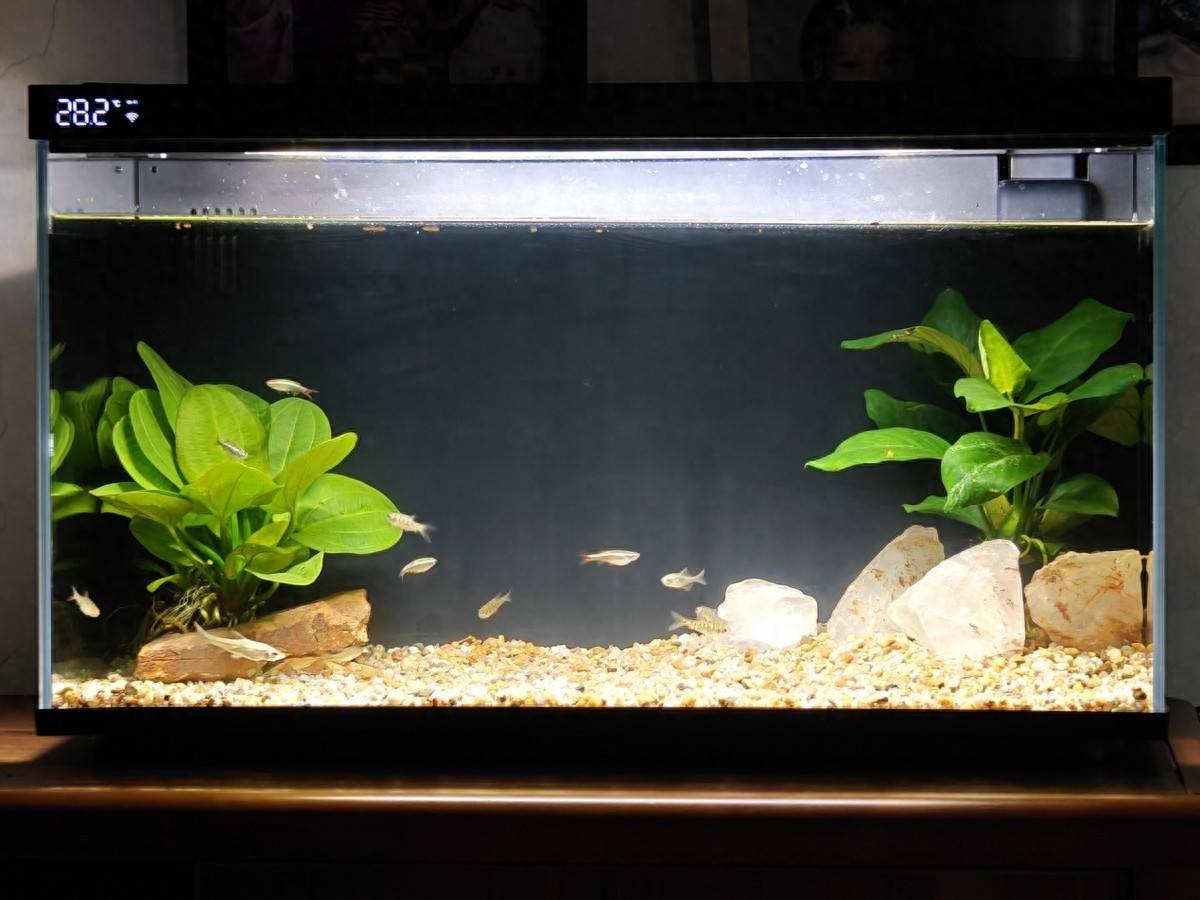 当贝智能鱼缸1 Ultra体验:智能加持,尽享养鱼新乐趣