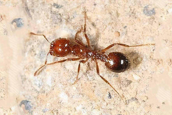 红火蚁危害知多少?全面防治策略大揭秘!_威胁_进行_