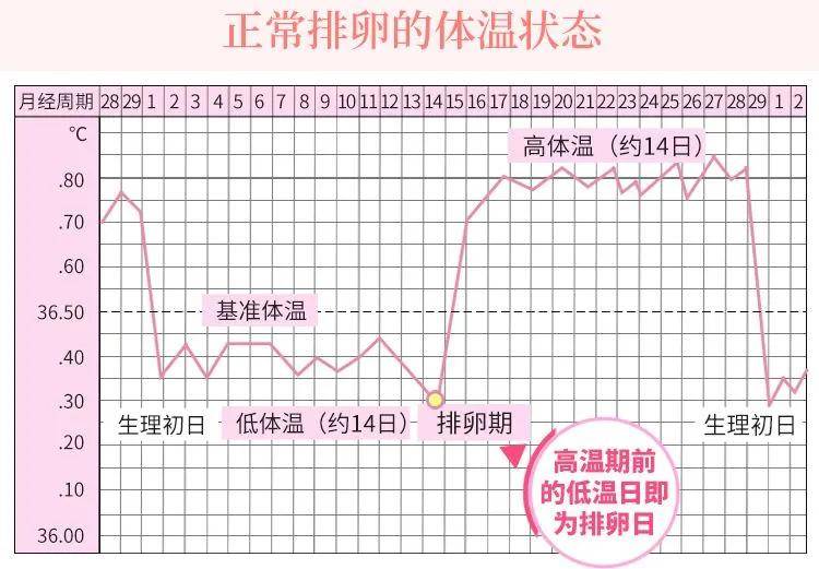 排卵期有几天?_监测_女性_体温