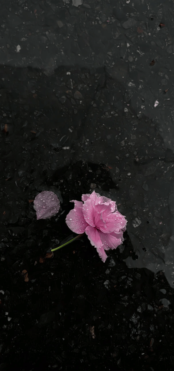 超清手机壁纸高级无水印