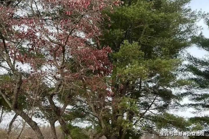 慈善讲义第58节：慈善工作者的职业操守——诚信