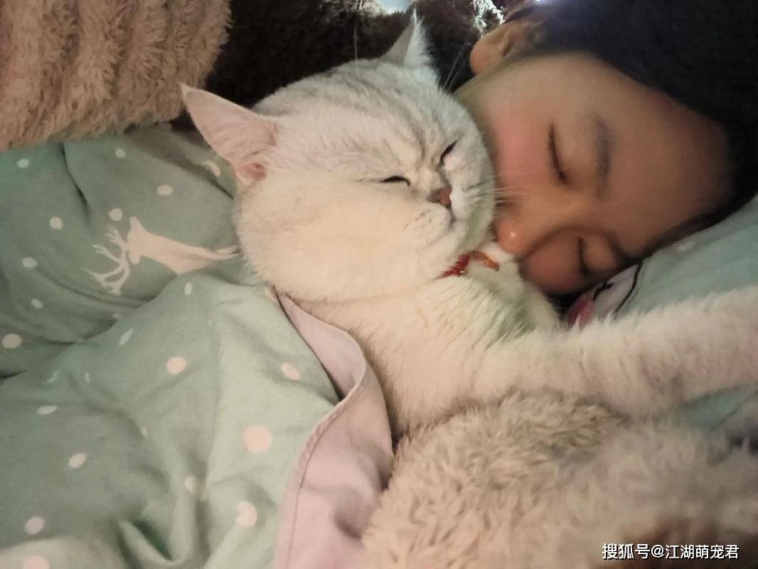 猫咪喜欢像“婴儿”一样睡在你怀里，原因竟是这几个！_搜狐网