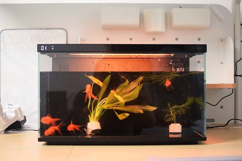 当贝智能鱼缸 1 Ultra 现代科技与自然生态的完美融合