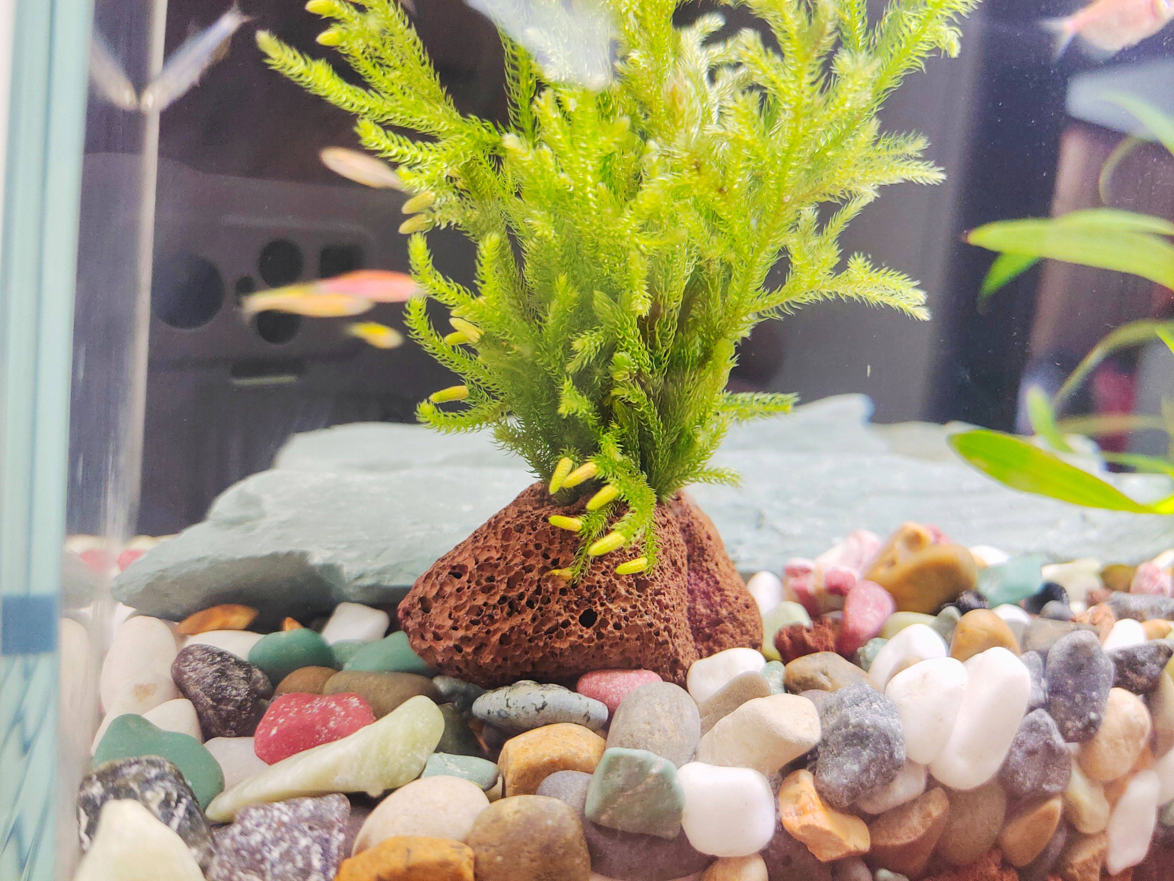 当贝智能鱼缸教你正确养鱼,一键搞定水流和投喂,养鱼如“摸鱼”一样轻松简单