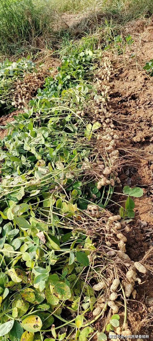 现在花生多少钱一斤?是否有人愿意种植?