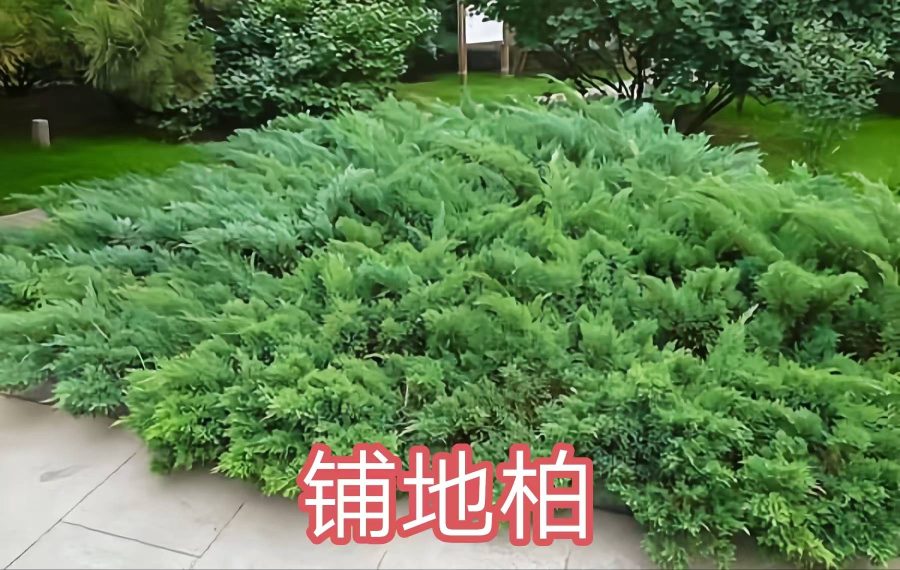 68种柏科植物，园林栽培的常用树种_柏木_高达_中国