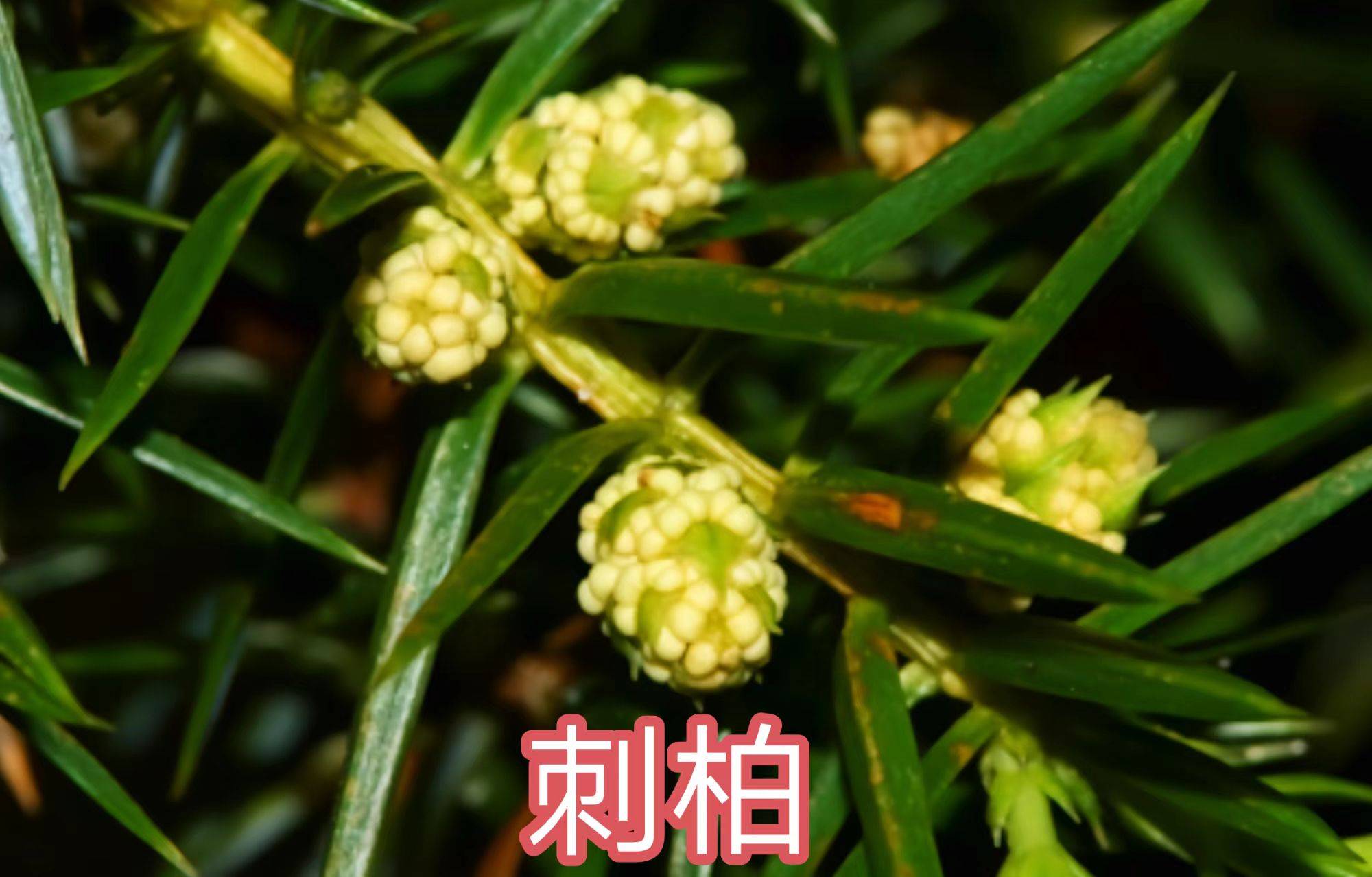 68种柏科植物,园林栽培的常用树种_柏木_高达_中国