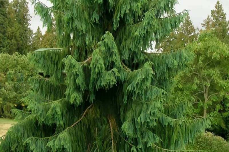12种杉科植物,典型代表是116米高的北美红杉和5000多岁的巨杉_高达_杉树_胸径