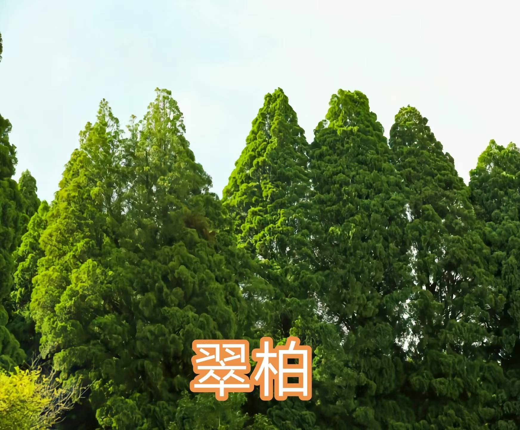 68种柏科植物,园林栽培的常用树种_柏木_高达_中国