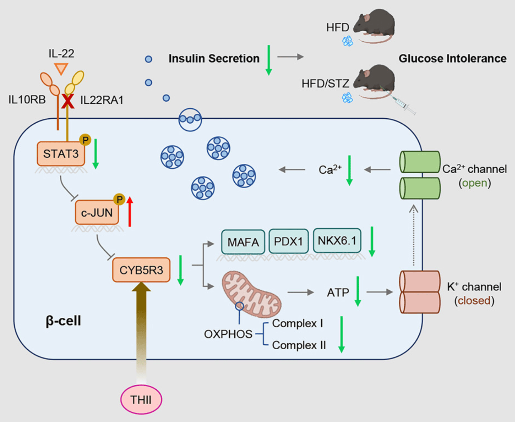 前沿靶点速递：每周医学研究精选（二十四）_细胞_T-cell_Rep