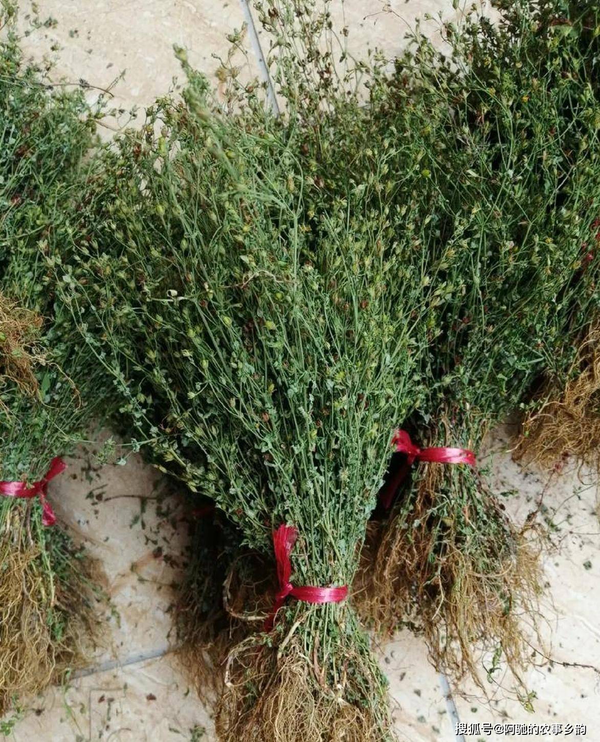 乡下不起眼的绿草,可以煲汤,可以泡茶喝