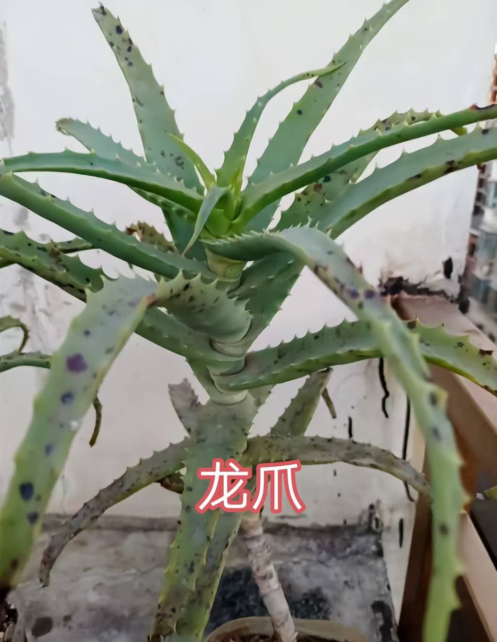 芦荟属有毒图片